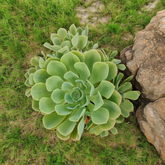 Echeveria 'Lemon Rose' succulent among grass and rock.