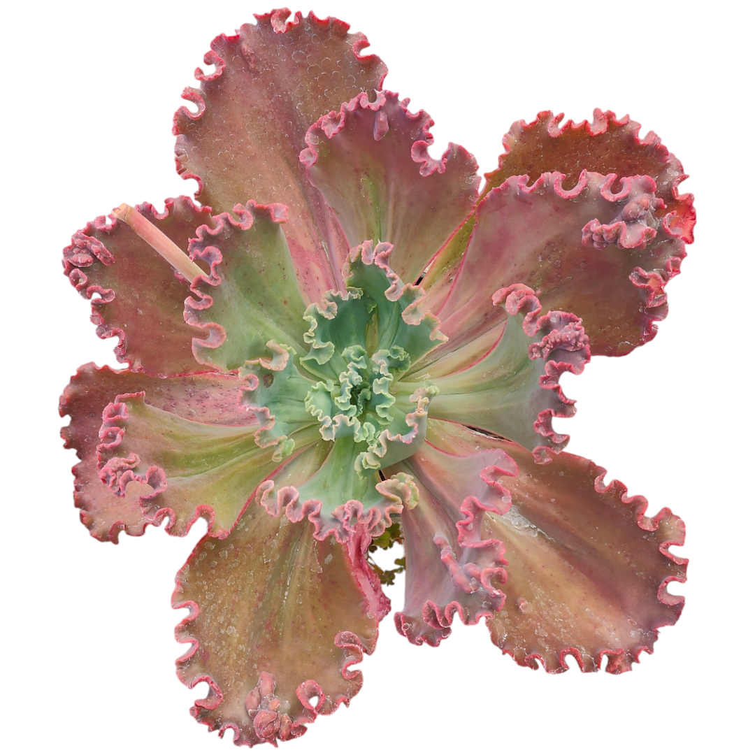 crimson tide succulent Echeveria 'Crimson Tide'