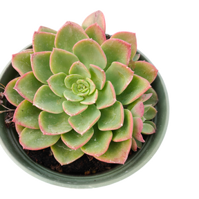 Echeveria Noble