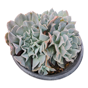 great lakes succulents Echeveria Swan Lake 2 Inch