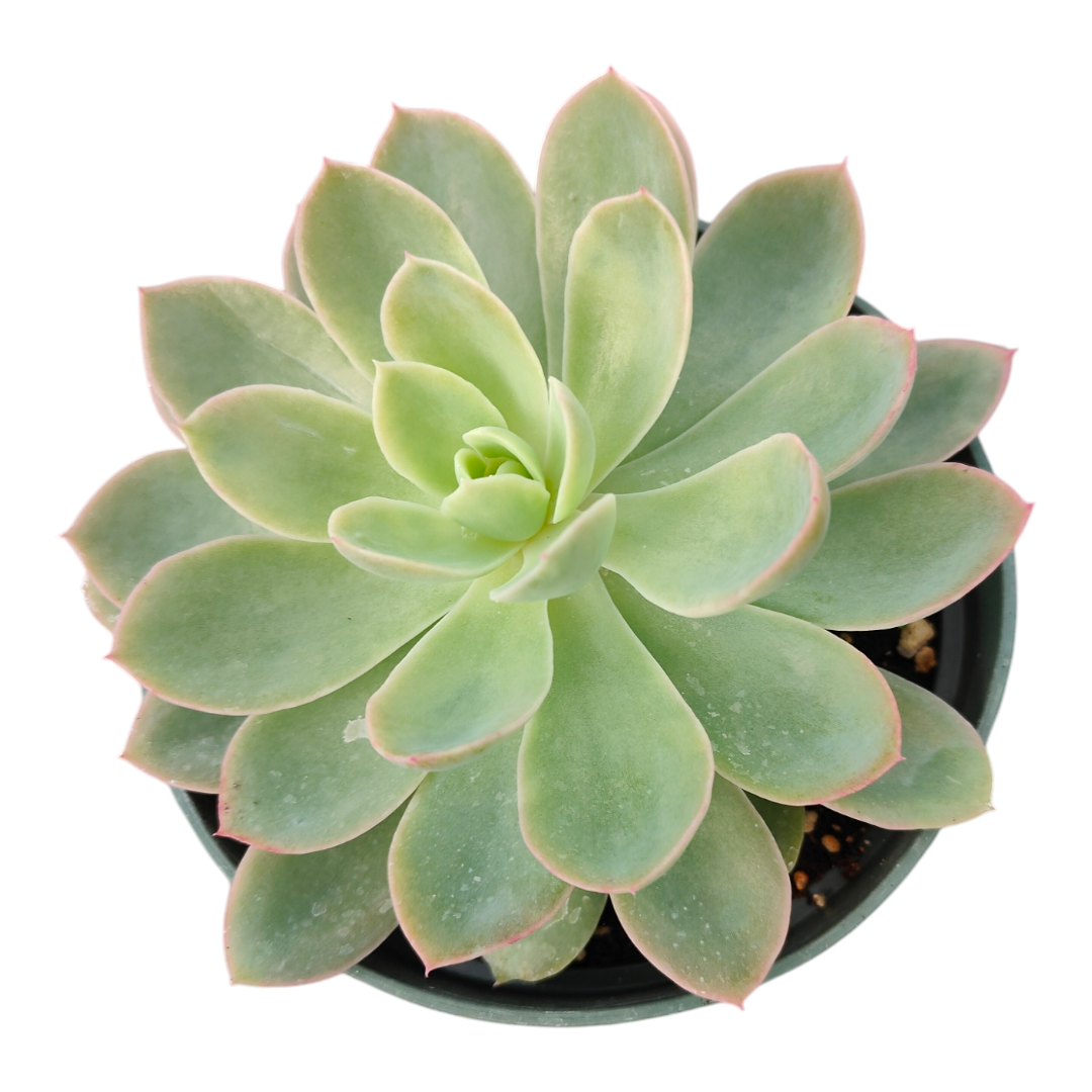 silk succulents Echeveria Silk Veil