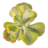 Echeveria 'Enfant' Variegata, pale green, pink-edged succulent.