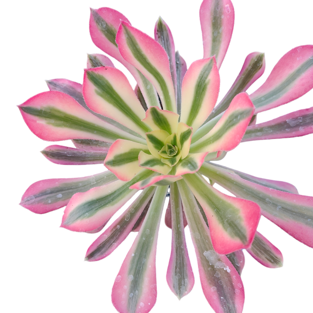 succulent witch Aeonium Pink Witch