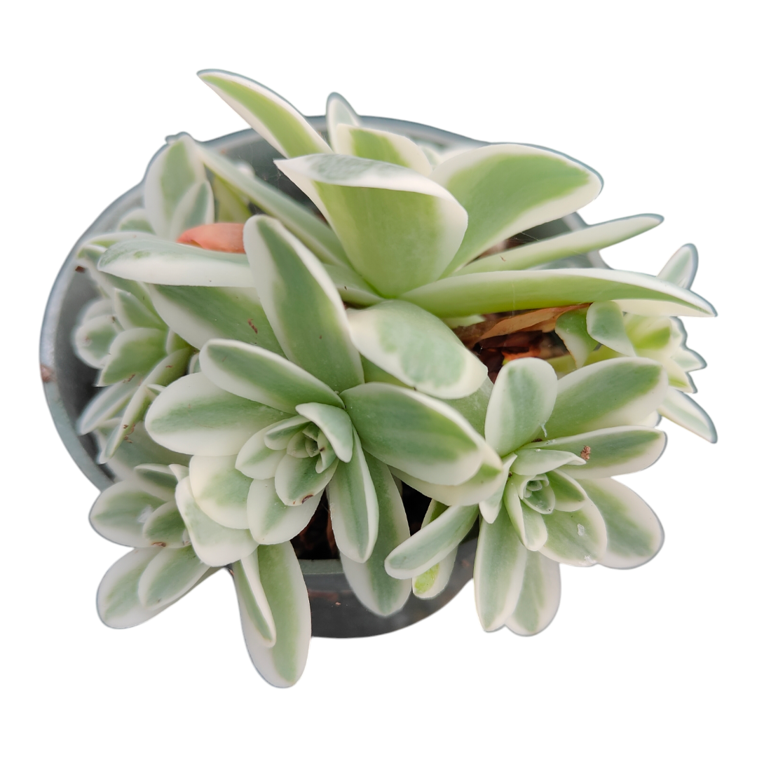 variegated succulent meaning Greenovia aurea variegata -