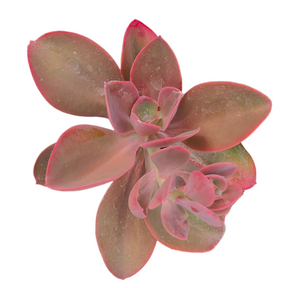 echeveria metallica succulent Echeveria gibbiflora 'Metallica'