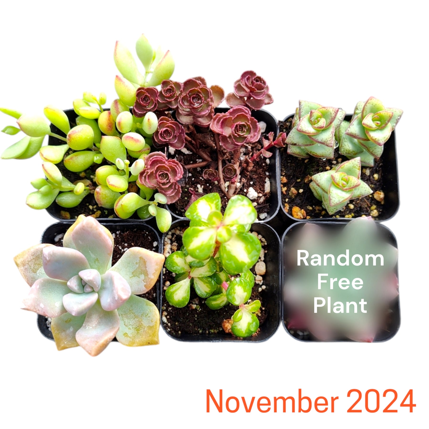 succulents depot free shipping Subscription Box Plants List