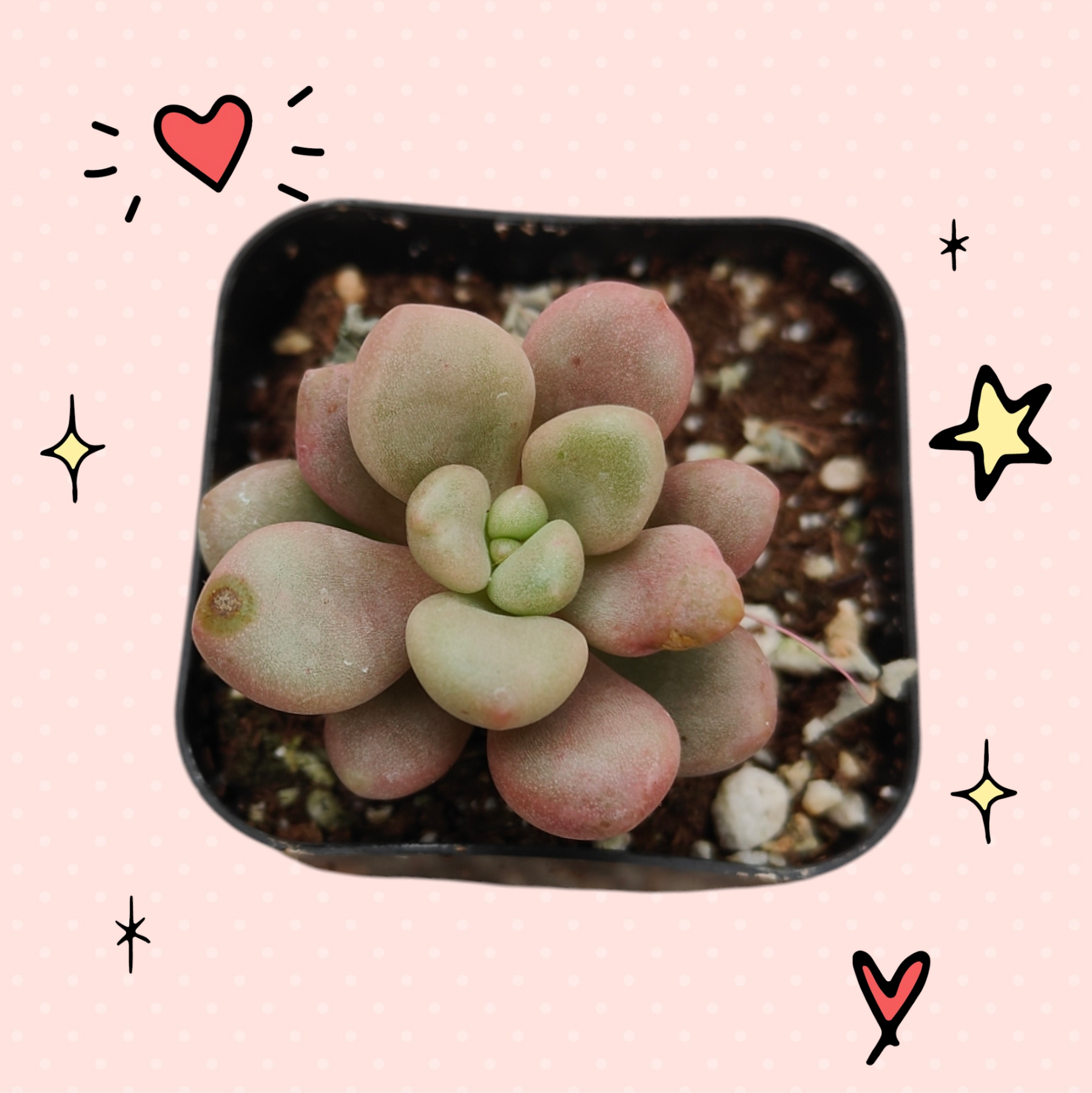 avant garde succulent Graptoveria 'Avant-garde'