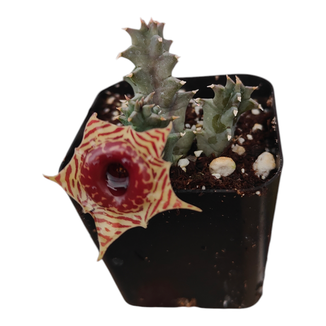 huernia stapelia succulent cactus Huernia Zebrina Stapelia 'Life Saver Plant' -