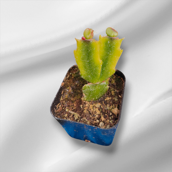 thanksgiving cactus soil Schlumbergera truncata Thanksgiving Cactus Variegata