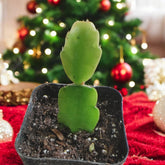 Schlumbergera x buckleyi Christmas Cactus - Succulents Depot