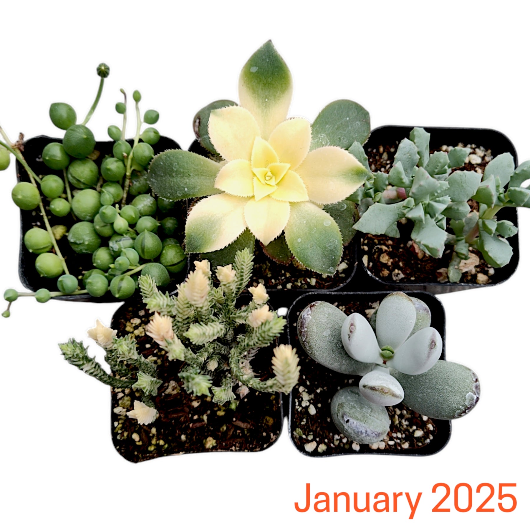 potted plant subscription Subscription Box Plants List