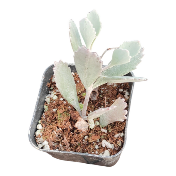 kalanchoe succulent with white flowers Kalanchoe pumila 'Flower Dust Plant'
