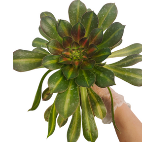 kilimanjaro succulent topiary Aeonium 'Kilimanjaro' 4 Inch