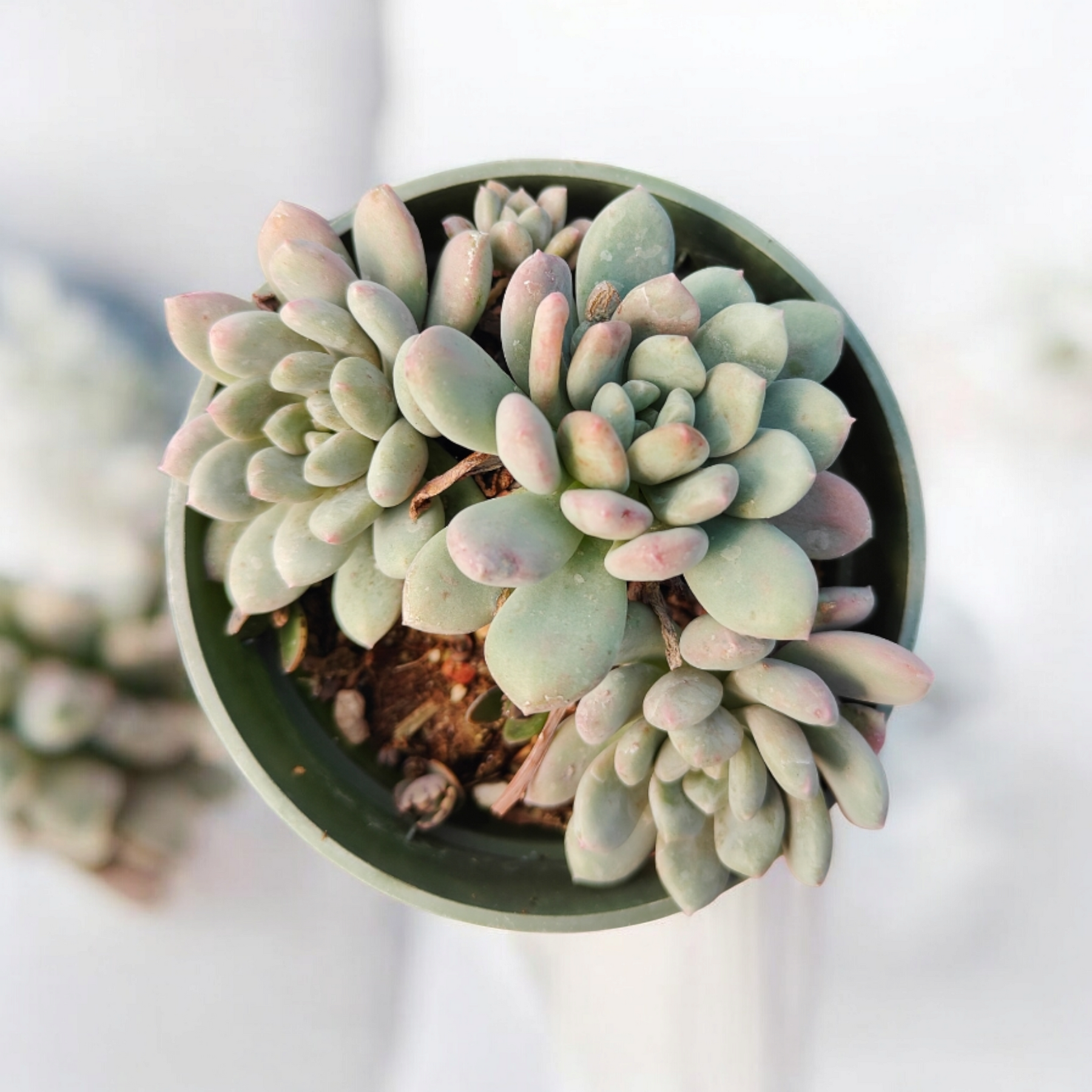 succulent with over 650 varieties Graptoveria Bridgette