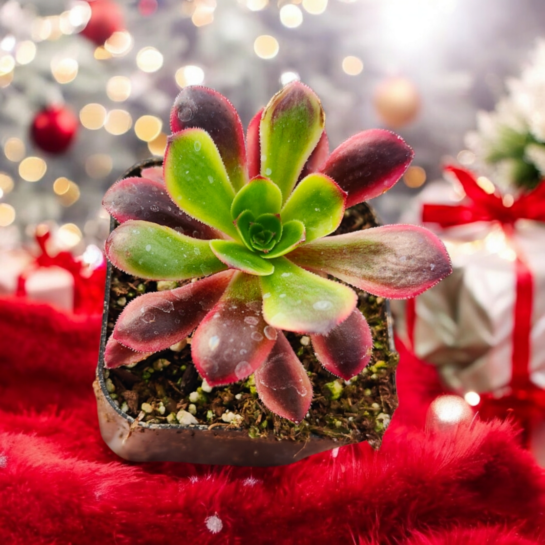 aeonium succulents for sale Aeonium O'Carrie