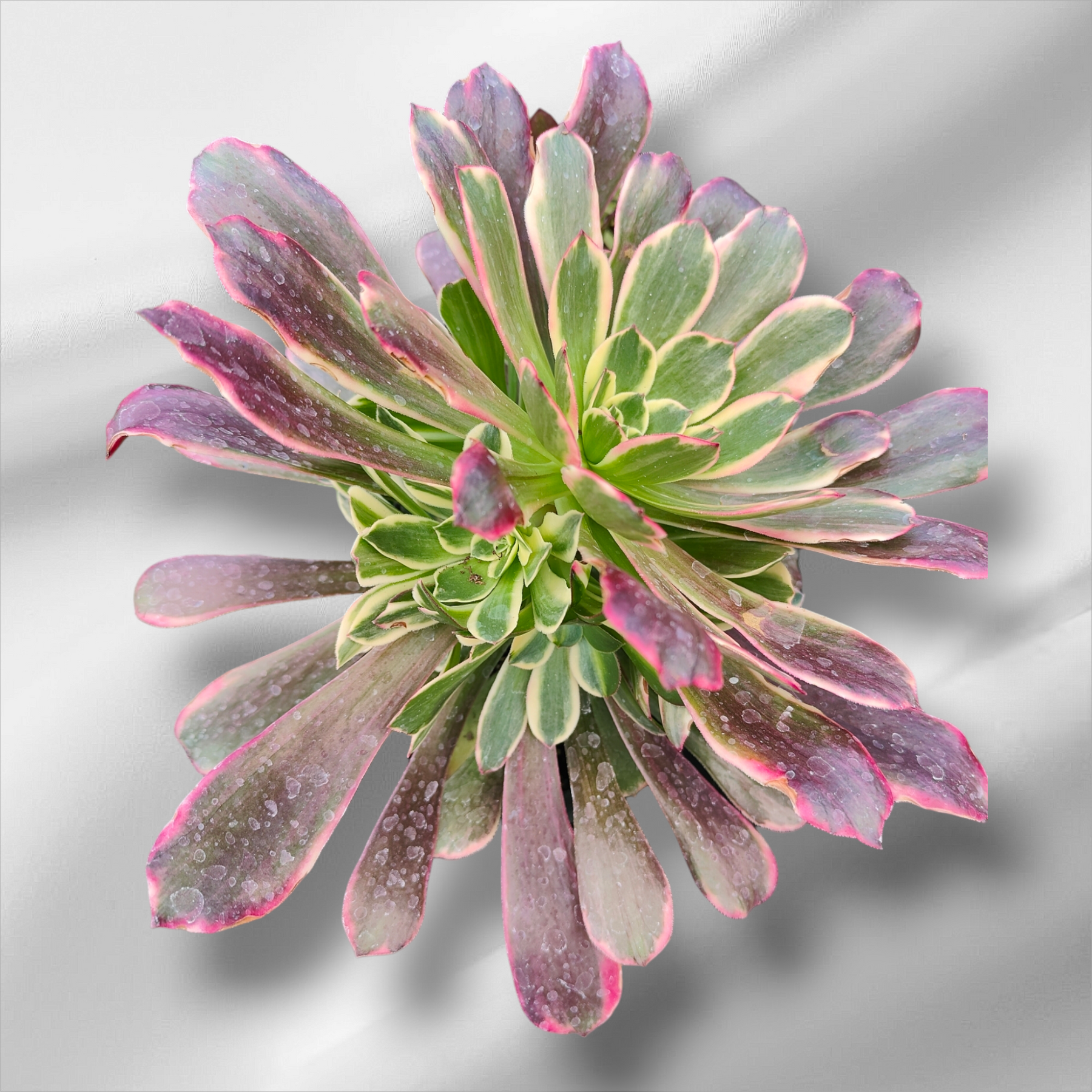 Aeonium 'Wedding Dress' 4 Inch Aeonium 'Wedding Dress' 4 Inch