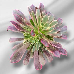 Aeonium 'Wedding Dress' 4 Inch