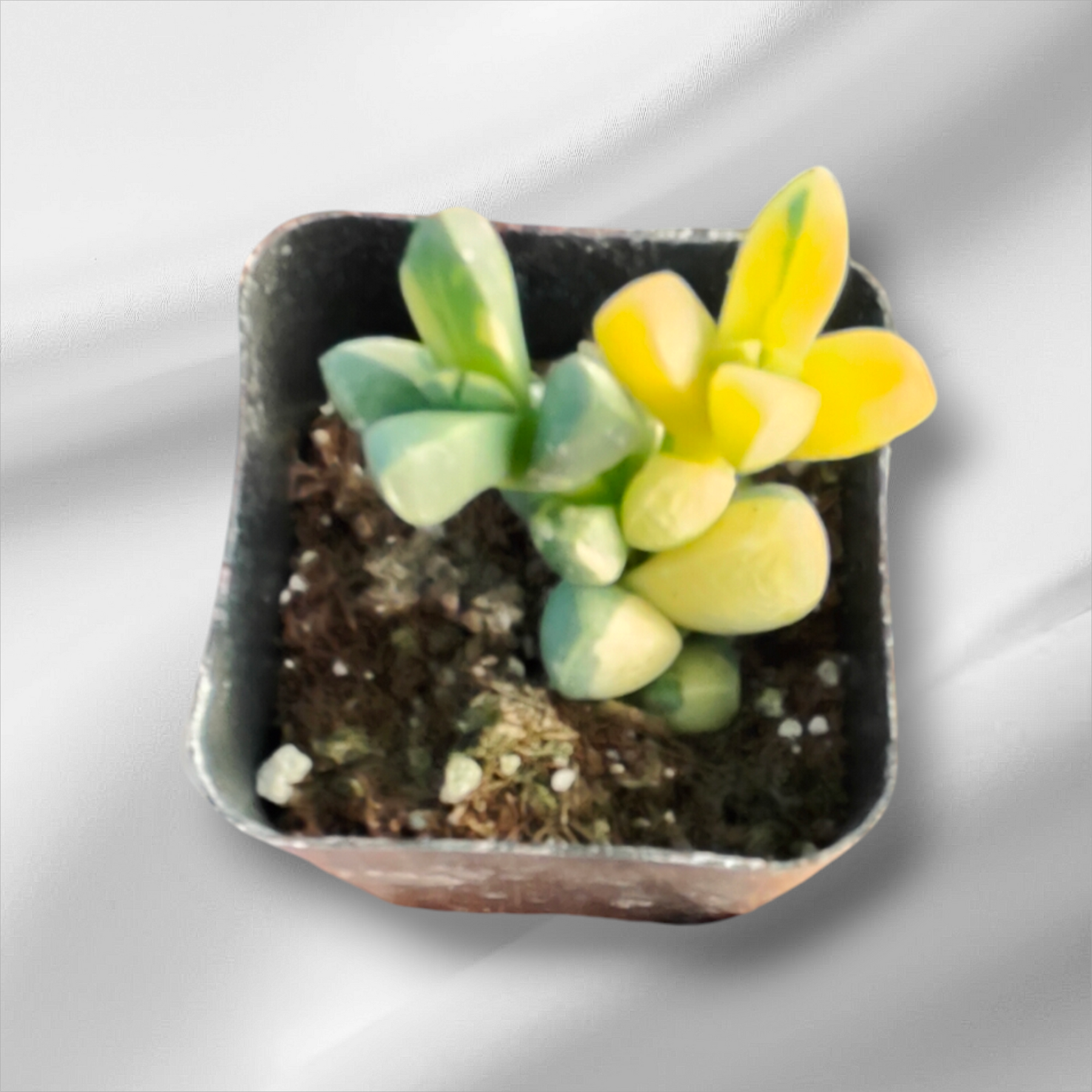 variegated ice plant succulent Corpuscularia lehmannii Variegated Ice Plant