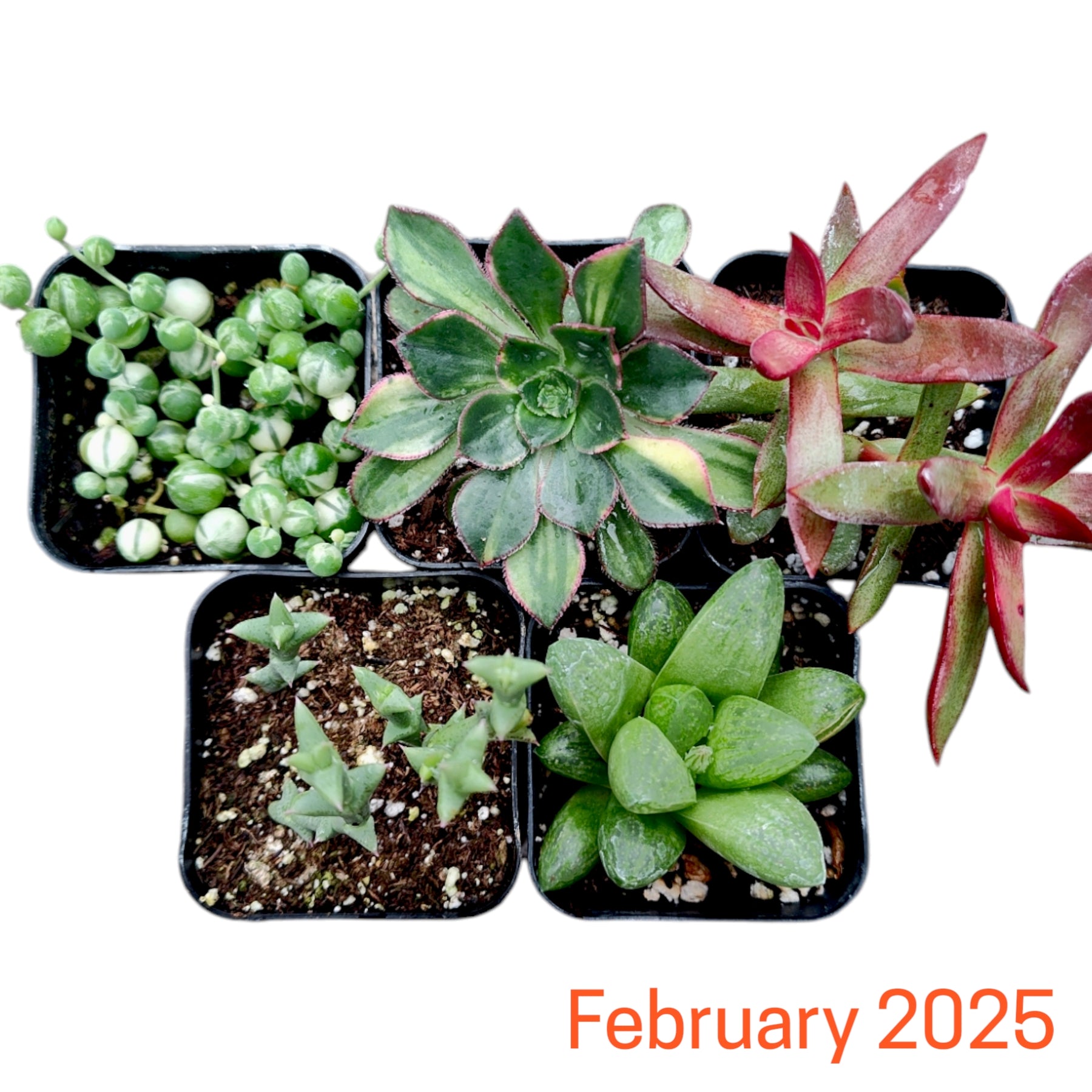 succulent plant list Subscription Box Plants List