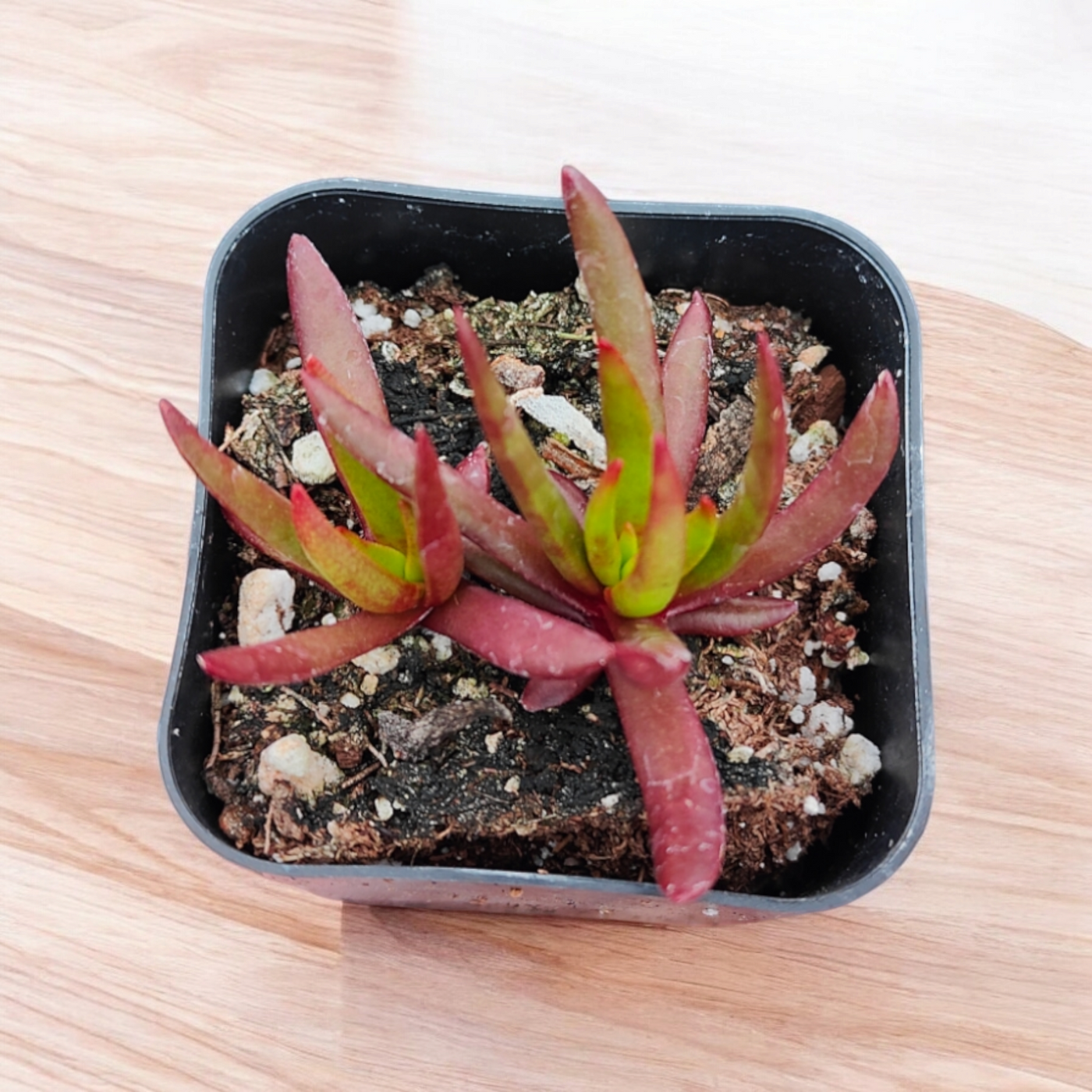 Crassula nudicaulis Devil's Horns in black nursery pot.