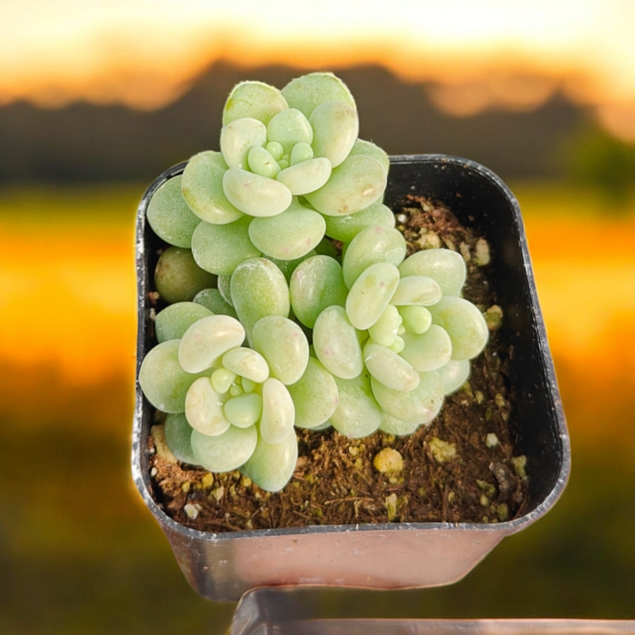 bubble leaf succulent Pachyveria 'Bubble Candy' 2 Inch