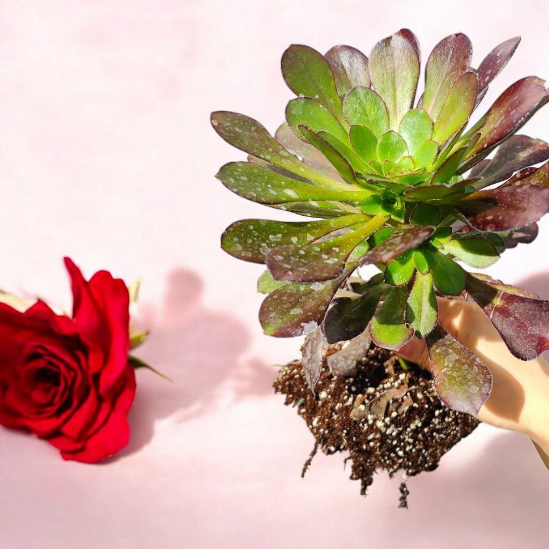 friday the 13th succulent Aeonium 'Voodoo'
