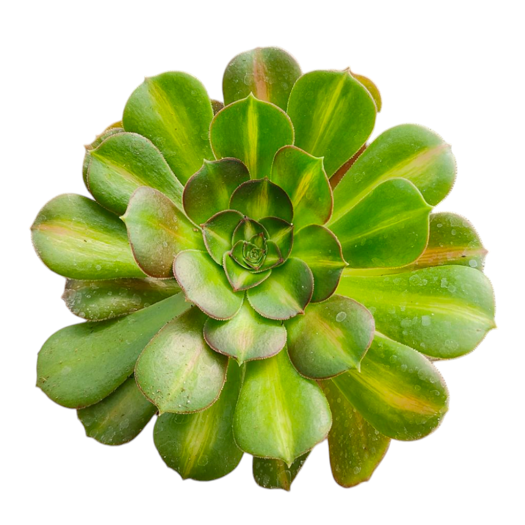kilimanjaro succulent Aeonium 'Kilimanjaro' 4 Inch