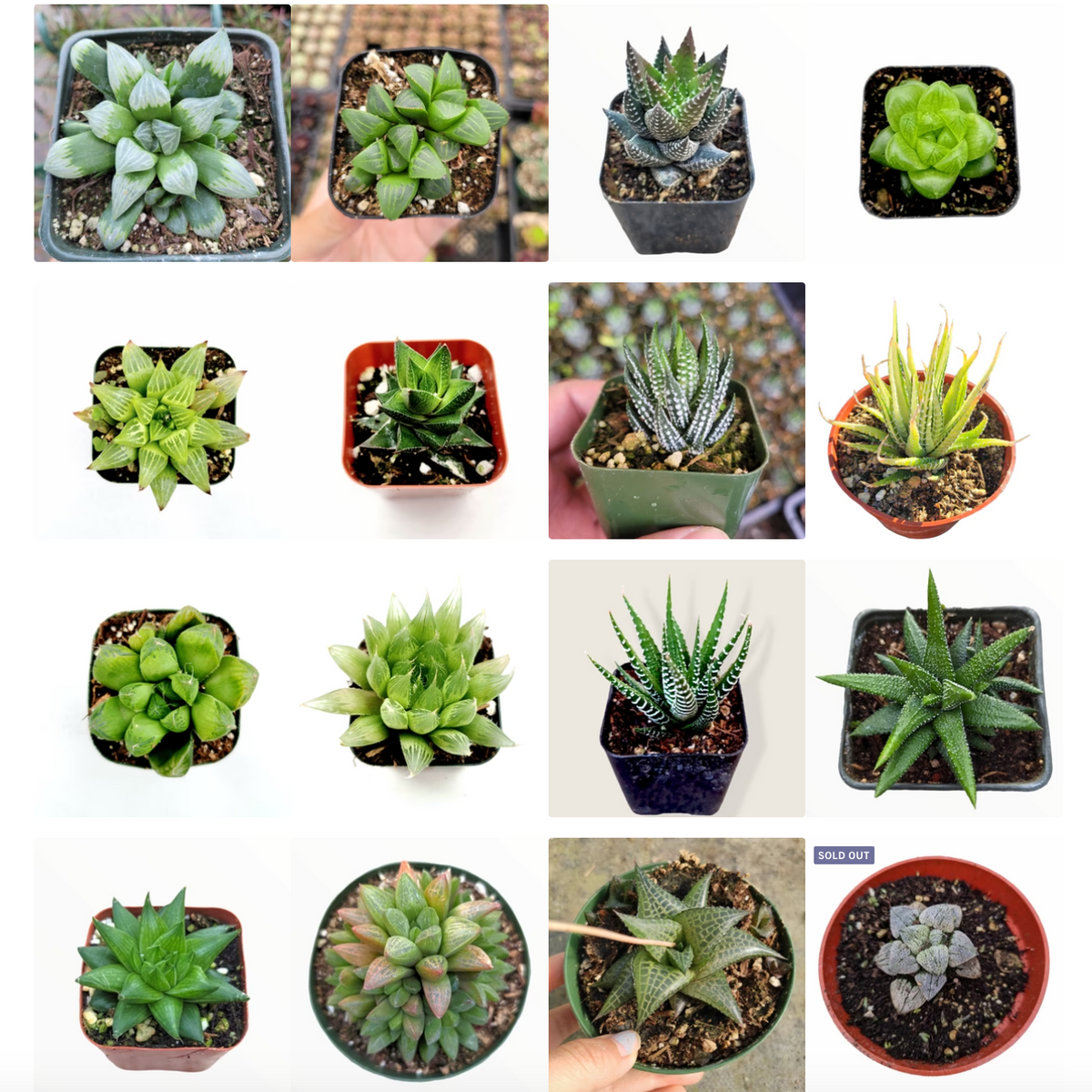 Haworthia Variety Pack