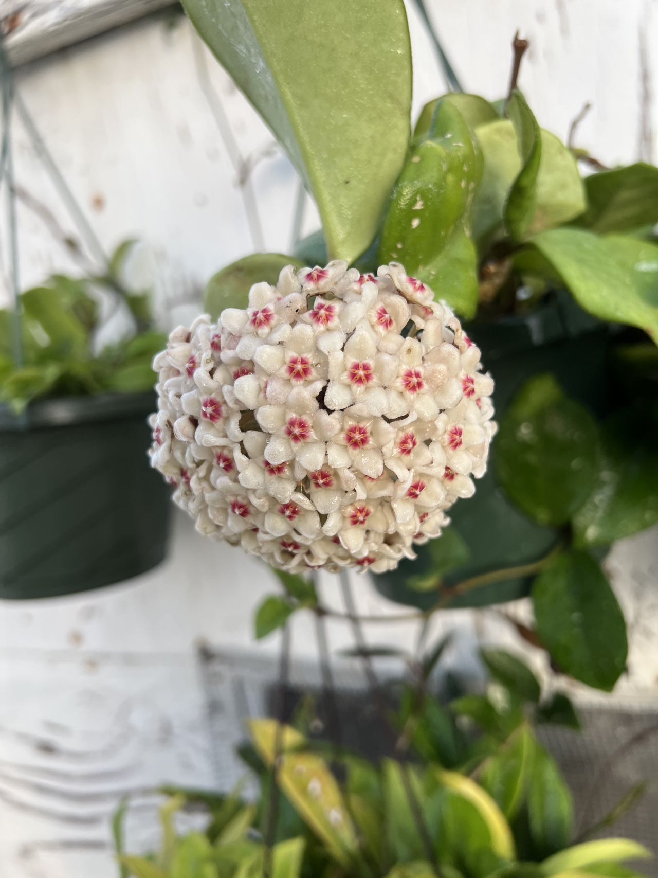 is hoya plant a succulent Hoya carnosa -