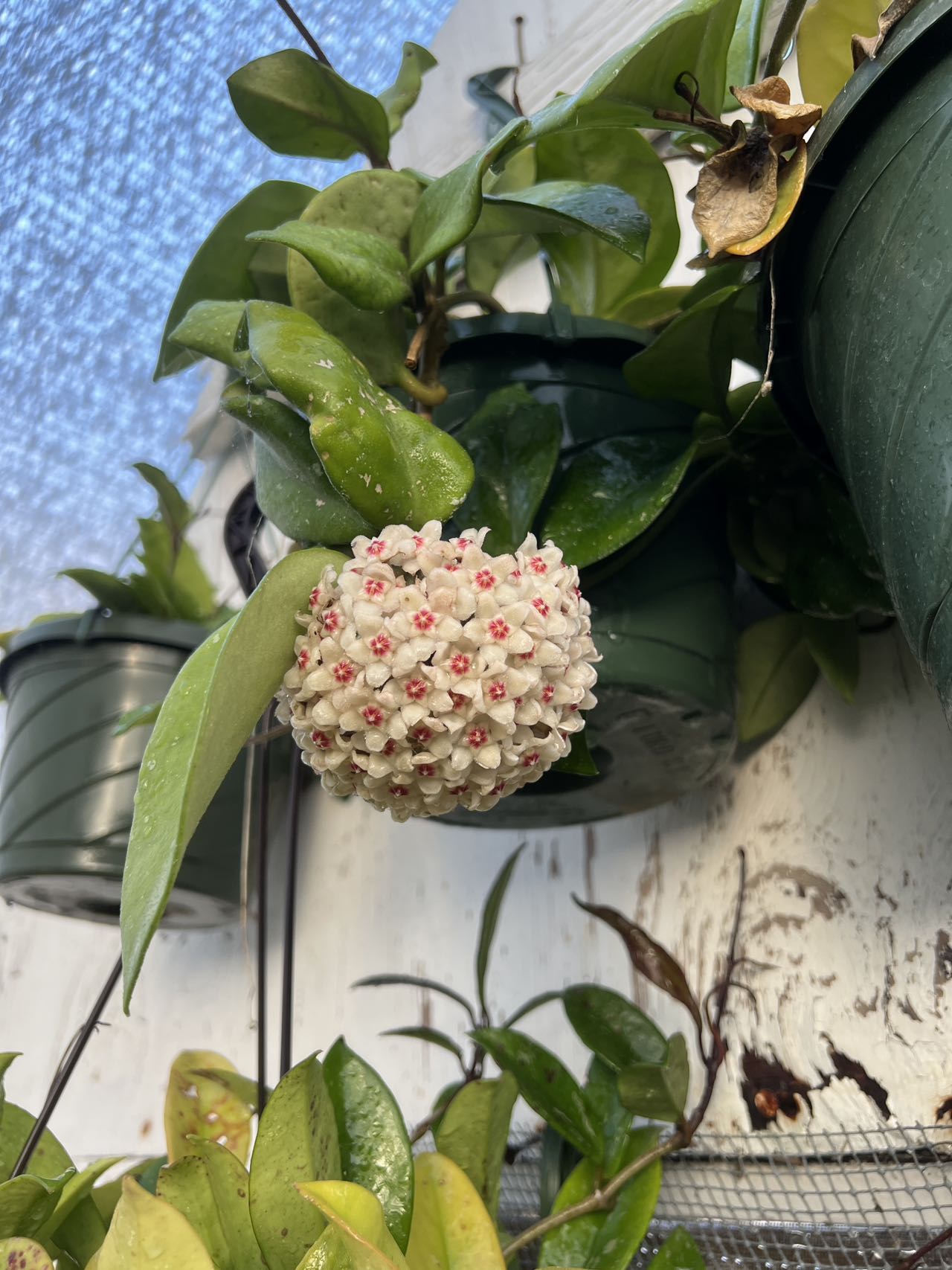 hoya carnosa hanging plant Hoya carnosa