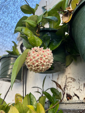 Hoya carnosa