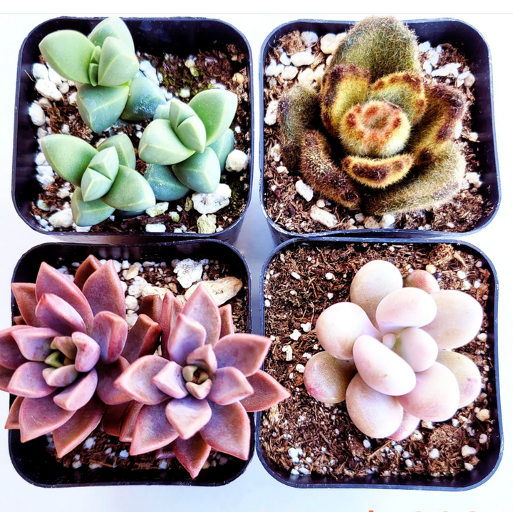 peony succulent Graptoveria 'White peony'