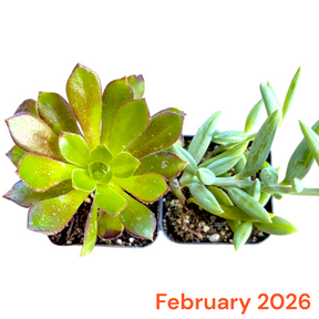 Monthly Subscription Box - Succulents Depot