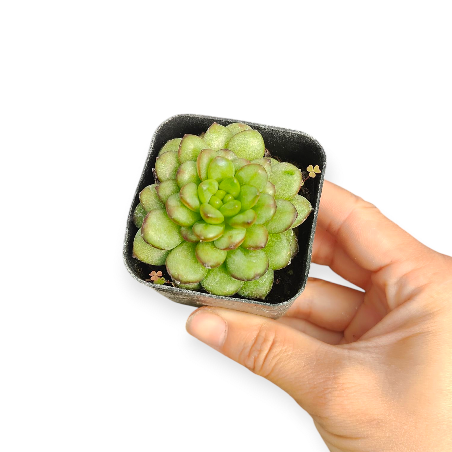 echeveria succulent benefits Echeveria Adam -