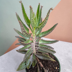 Kalanchoe tubiflora 'Mother of Millions' 6 Inch in a pot