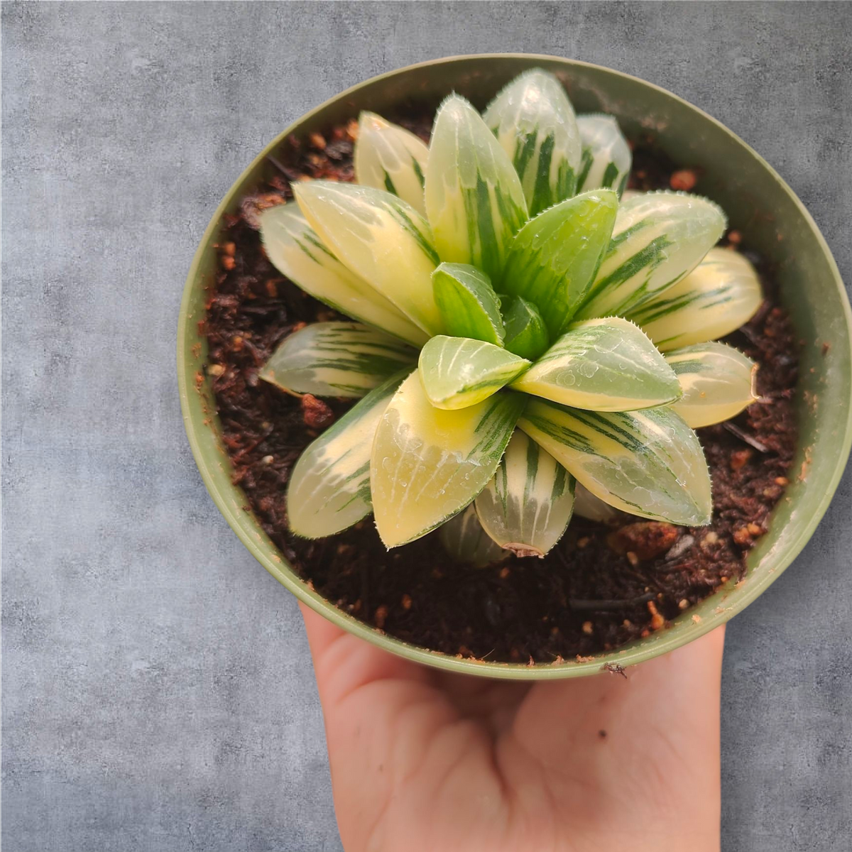 hiawatha succulent Haworthia Correcta Hyb. variegated