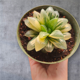 Haworthia Correcta Hyb. variegated