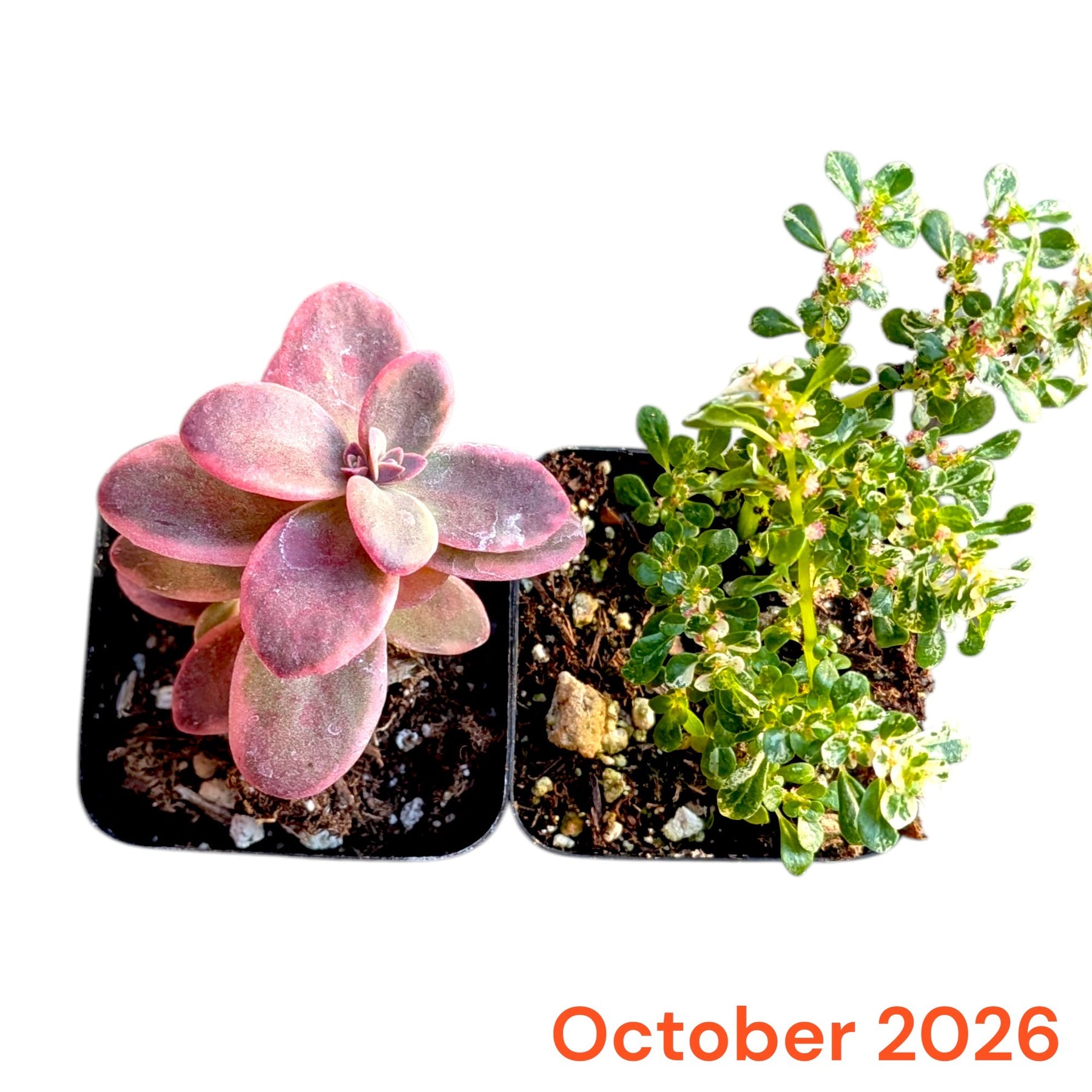 October 2026 Monthly Subscription Box selection showing two potted plants with pink and variegated green leaves.