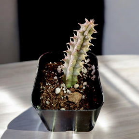 Huernia Schneideriana
