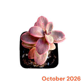 October 2026 Monthly Subscription Box selection showing one pink-leaved succulent in a black nursery pot.