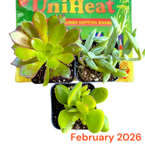 Monthly Subscription Box - Succulents Depot