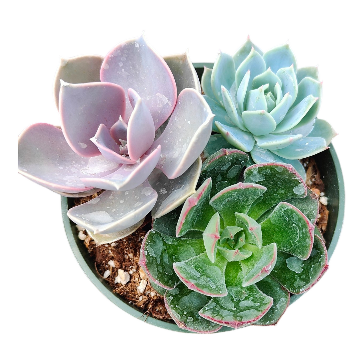 Succulents 3 in 1 (4 Inch) with rosette succulents.