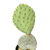 Spineless Prickly Pear Opuntia ficus-indica in small pot with spines.