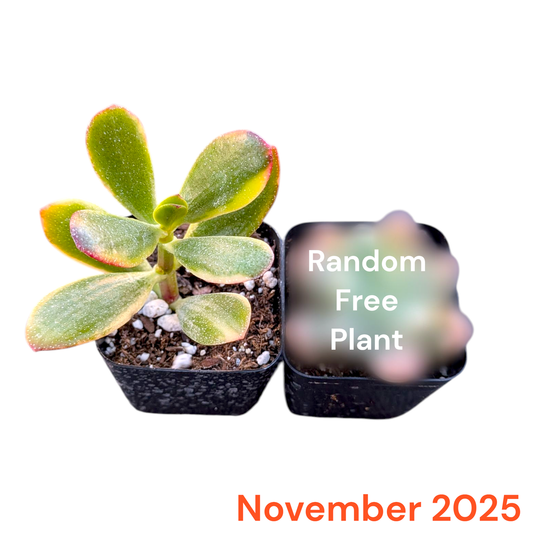 Monthly Subscription Box