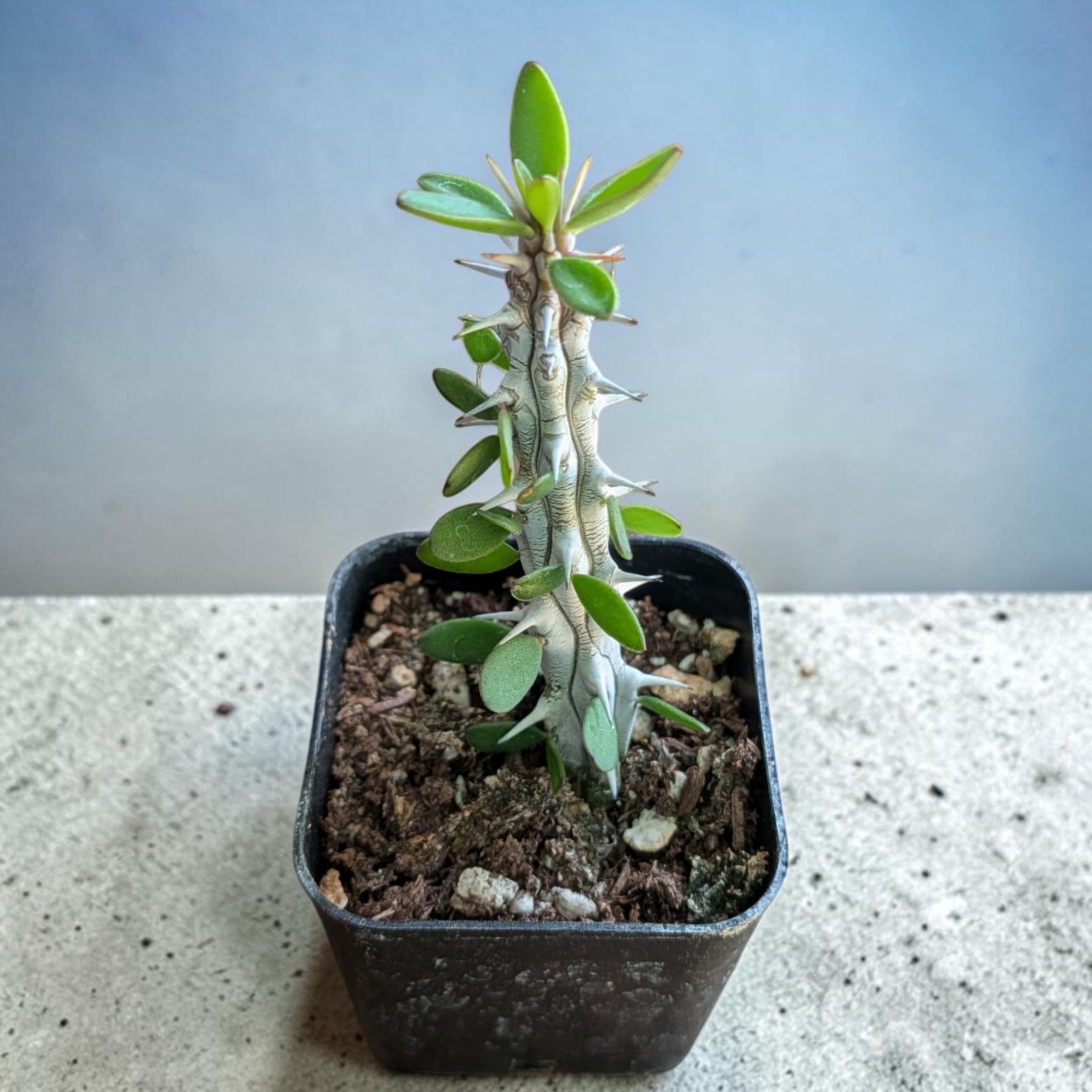 Alluaudia procera 'Madagascar Ocotillo'