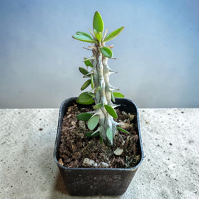 Alluaudia procera 'Madagascar Ocotillo'