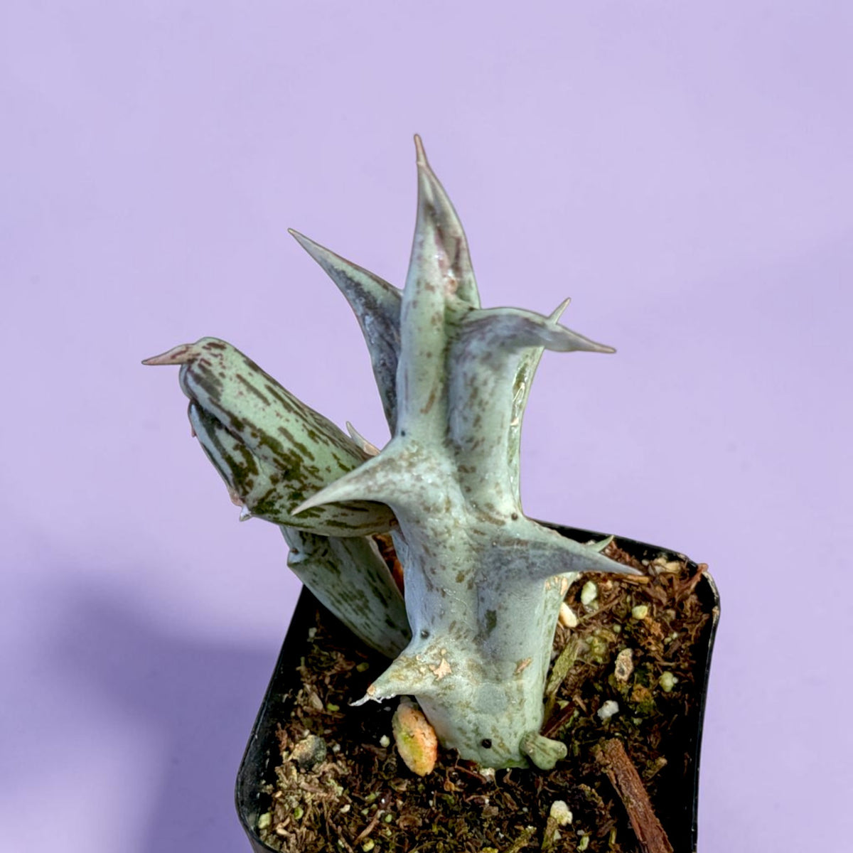 Caralluma hesperidum