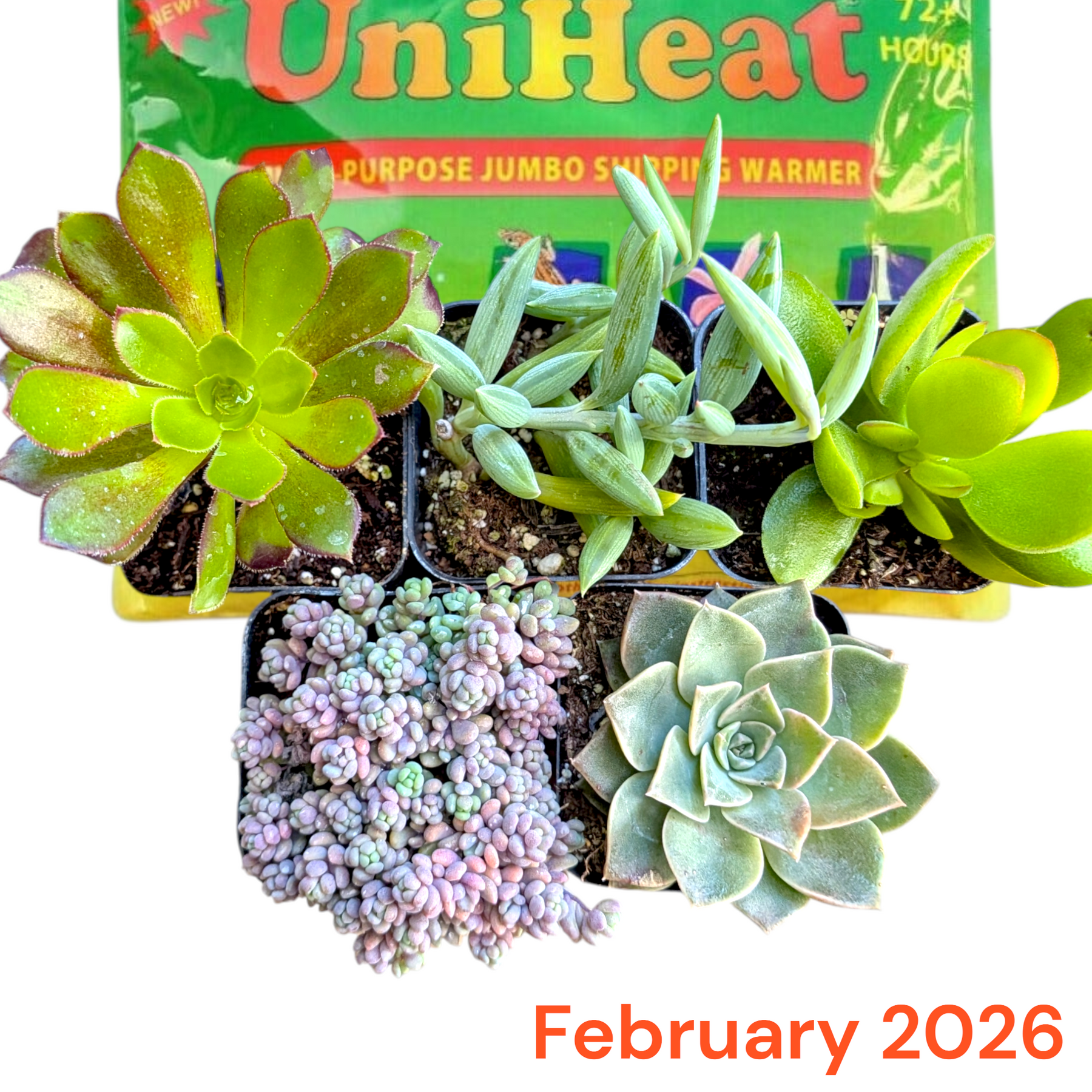 Monthly Subscription Box - Succulents Depot