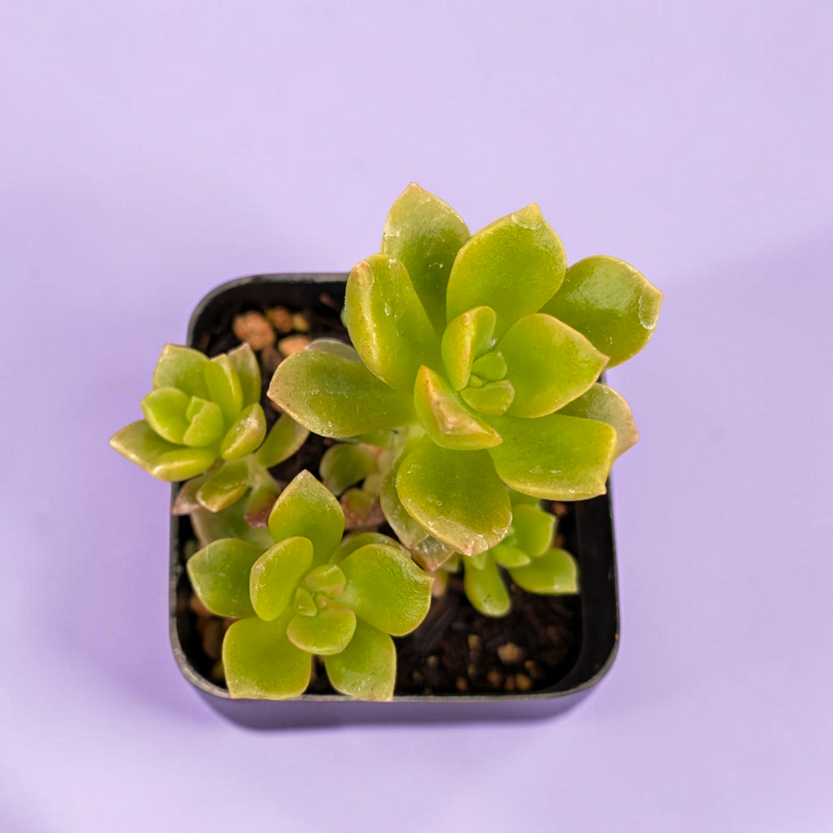 Graptosedum 'Mango Blush'