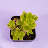 Graptosedum 'Mango Blush'